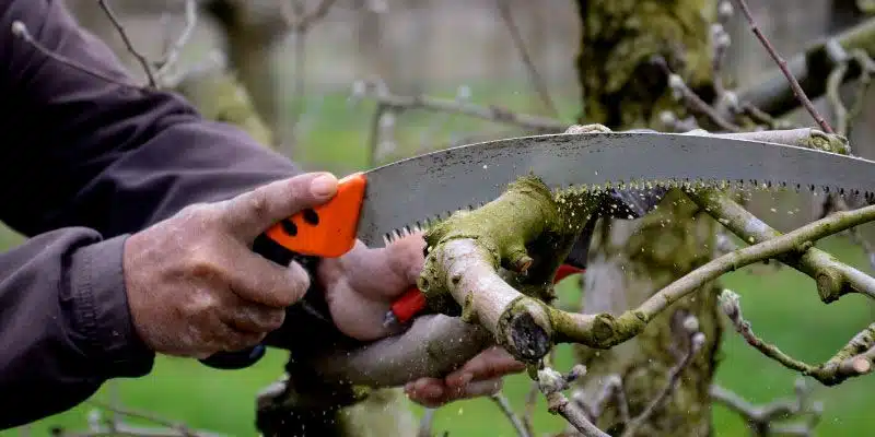 How To Use A Pruning Saw